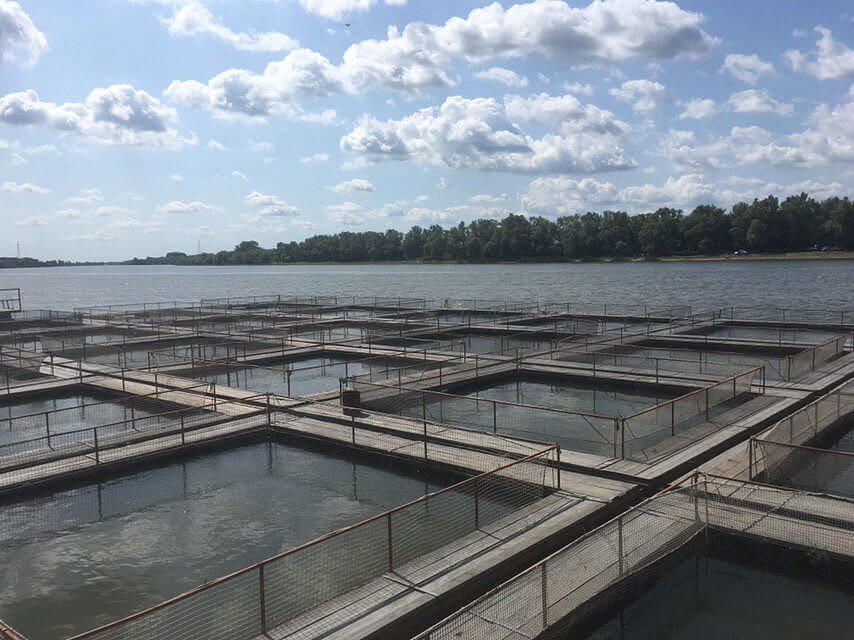 Tienda de Caviar Ruso