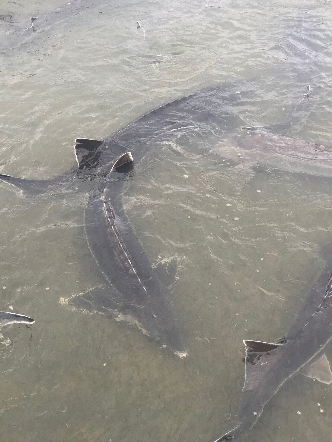 Tienda de Caviar Ruso