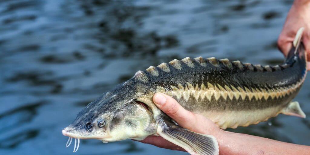 Tienda de Caviar Ruso